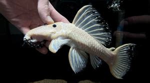 fish pet store|Local Utah Rare Fish Store – The Waterfront SLC.
